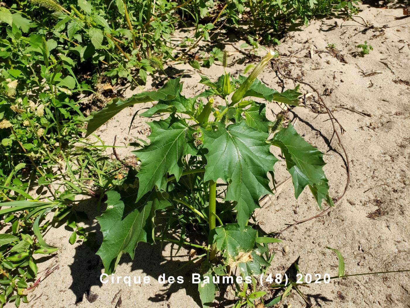 Thorn Apple plant